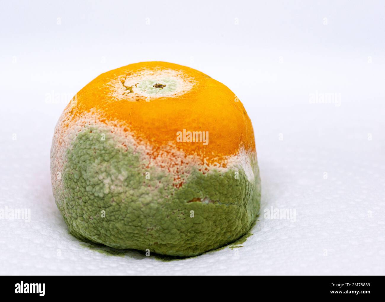 Mouldy orange Stock Photo