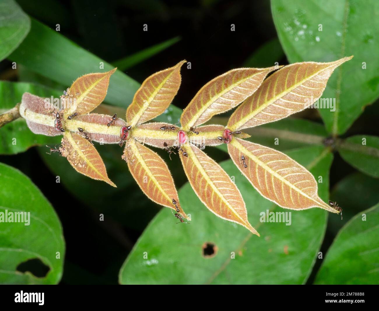 Ants drinking nectar from extra-floral nectaries on the leaf of an Inga tree in the rainforest, Ecuador Stock Photo