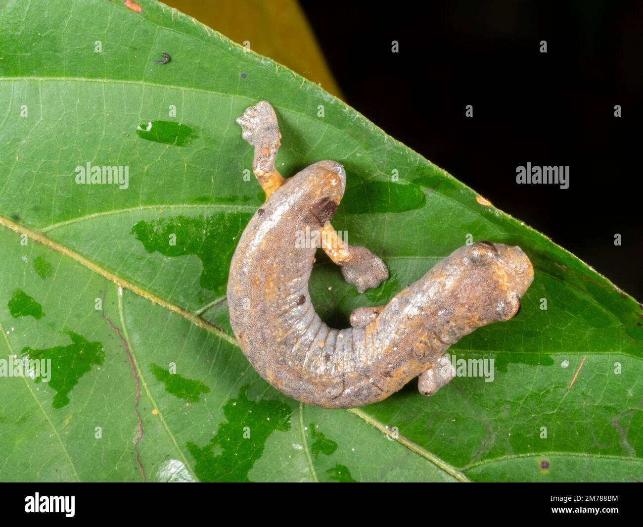 Ecuadorian climbing salamander (Bolitoglossa ecuatoriana) in the rainforest, Orellana province, Ecuador. With a regenerating tail Stock Photo