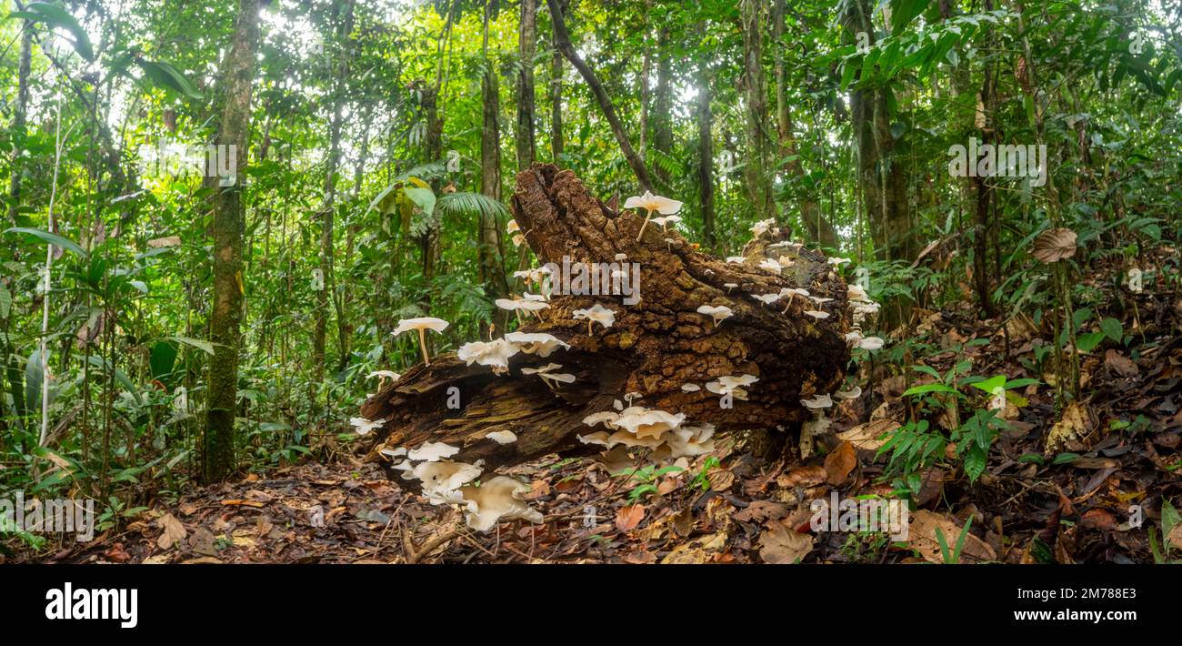 Panorama of fungi growing on a rotting log on the rainforest floor ...