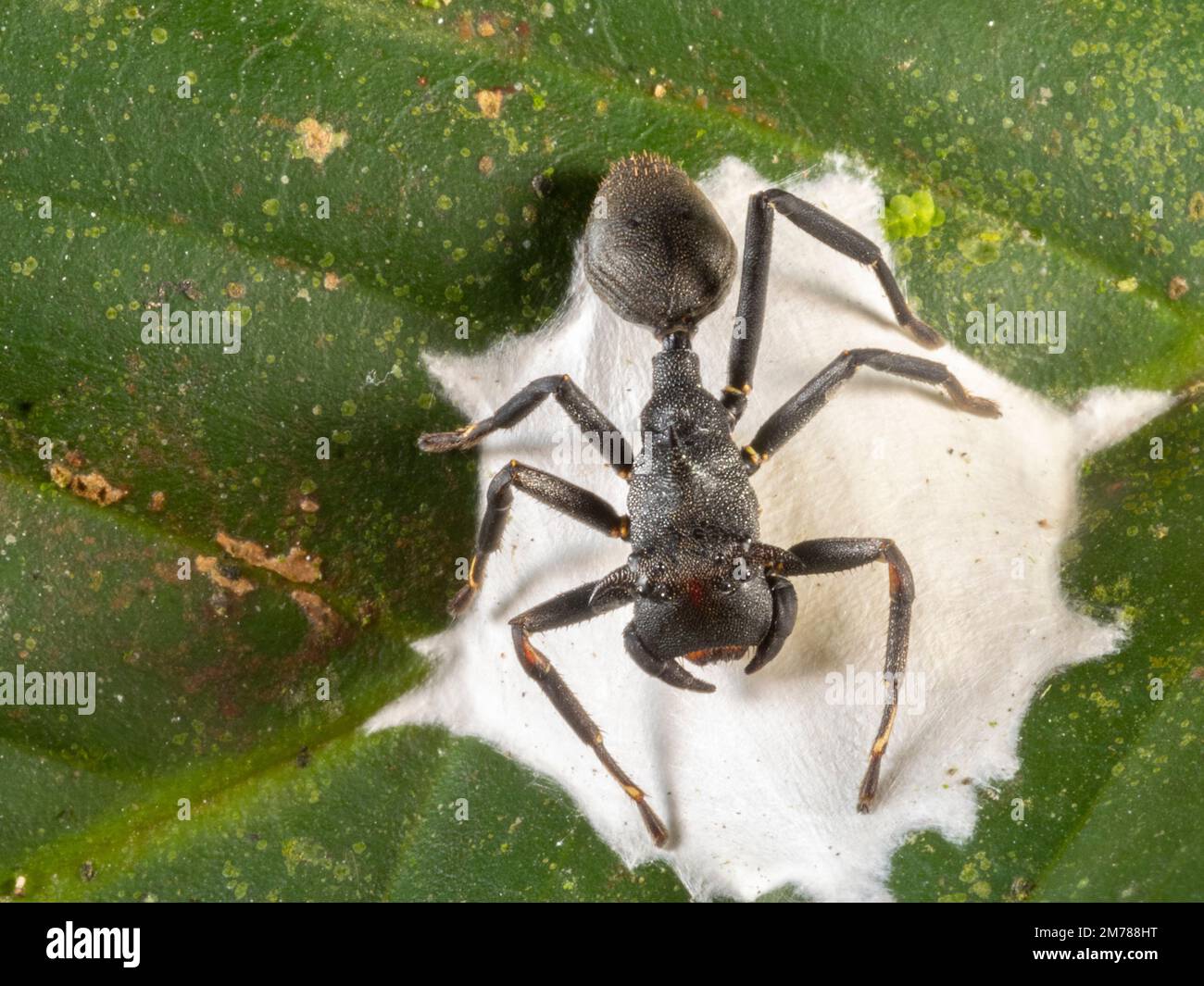 Ant mimic spider (Apantochilus sp.) guarding its eggs in t,he rainforest, Orellana province, Ecuador. Mimic of a turtle ant, Cephalotes sp. Stock Photo