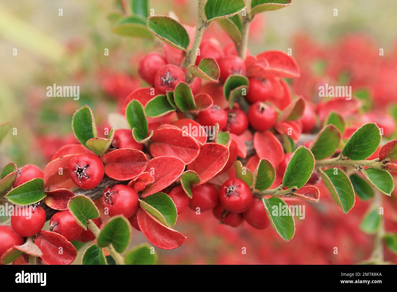 Vibrant Red Berries Shrub in the Sunlight of Patagonia, Town of El Calafate, Argentina, South America Stock Photo