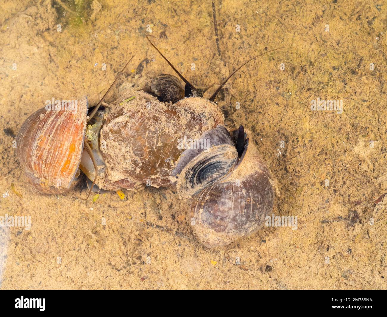 Apple Snails (Pomacea sp.) in a rainforest pool, Orellana province, Ecuador Stock Photo