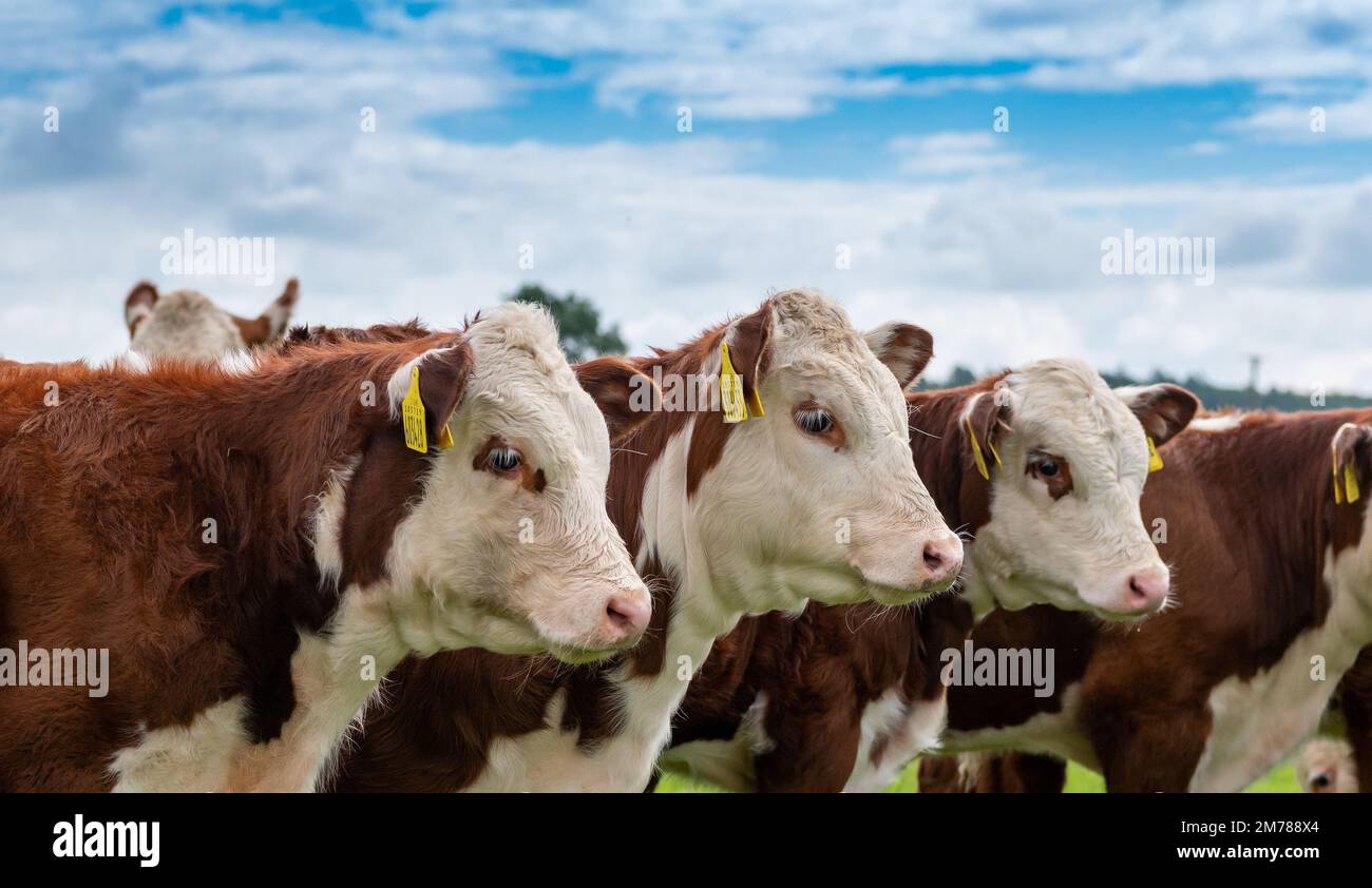 Row of Hereford cattle. Cumbria, UK Stock Photo - Alamy