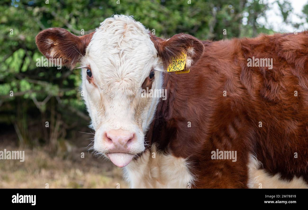 Cheeky Hereford calf poking its tongue out. Cumbria, UK. Stock Photo