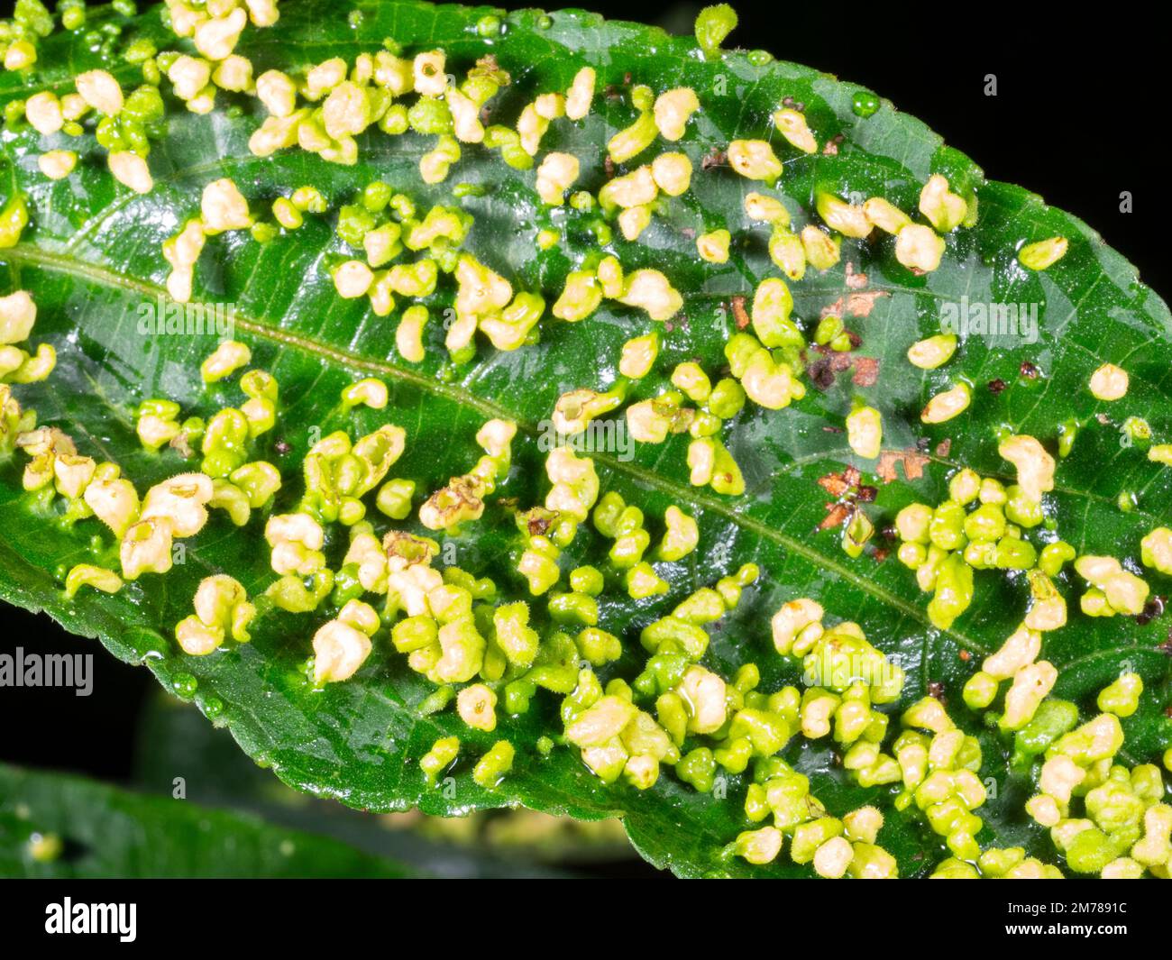 Leaf of an understory shrub covered in galls, resulting from insect, bacterial or fungal attack. Growing in rainforest in Orellana province, Ecuador Stock Photo