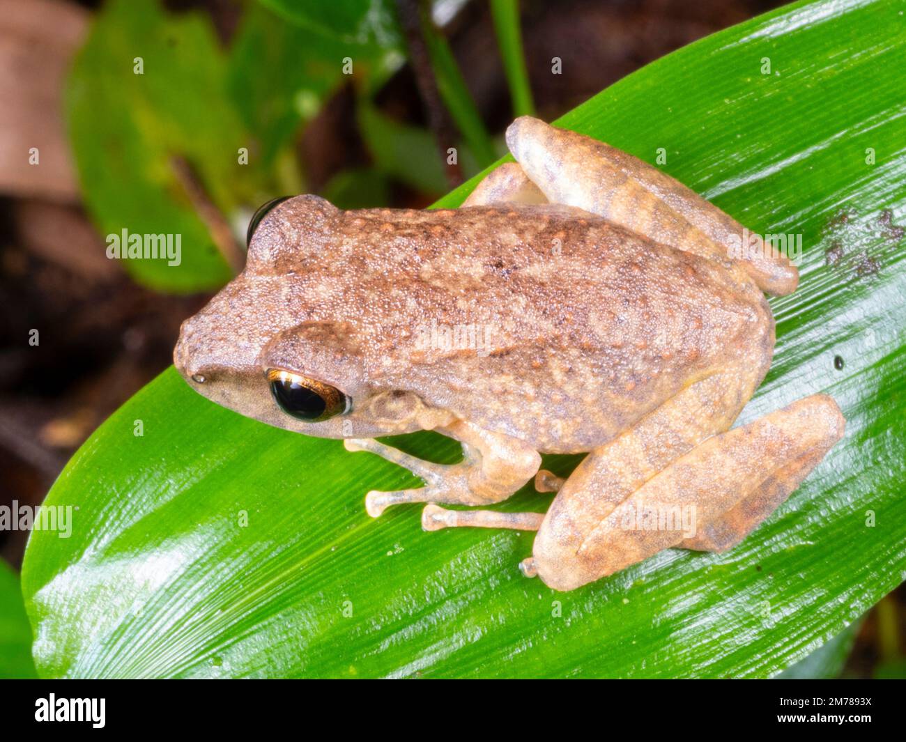 Variable Rain Frog (Pristimantis variabilis) on a leaf in the