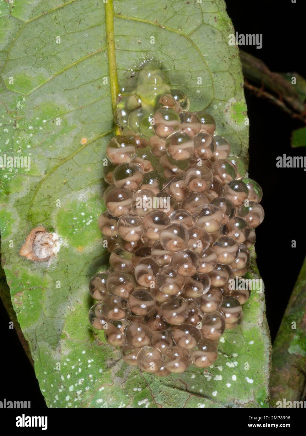 Clutch of eggs of the Amazonian Monkey Frog (Agalychnis hulli