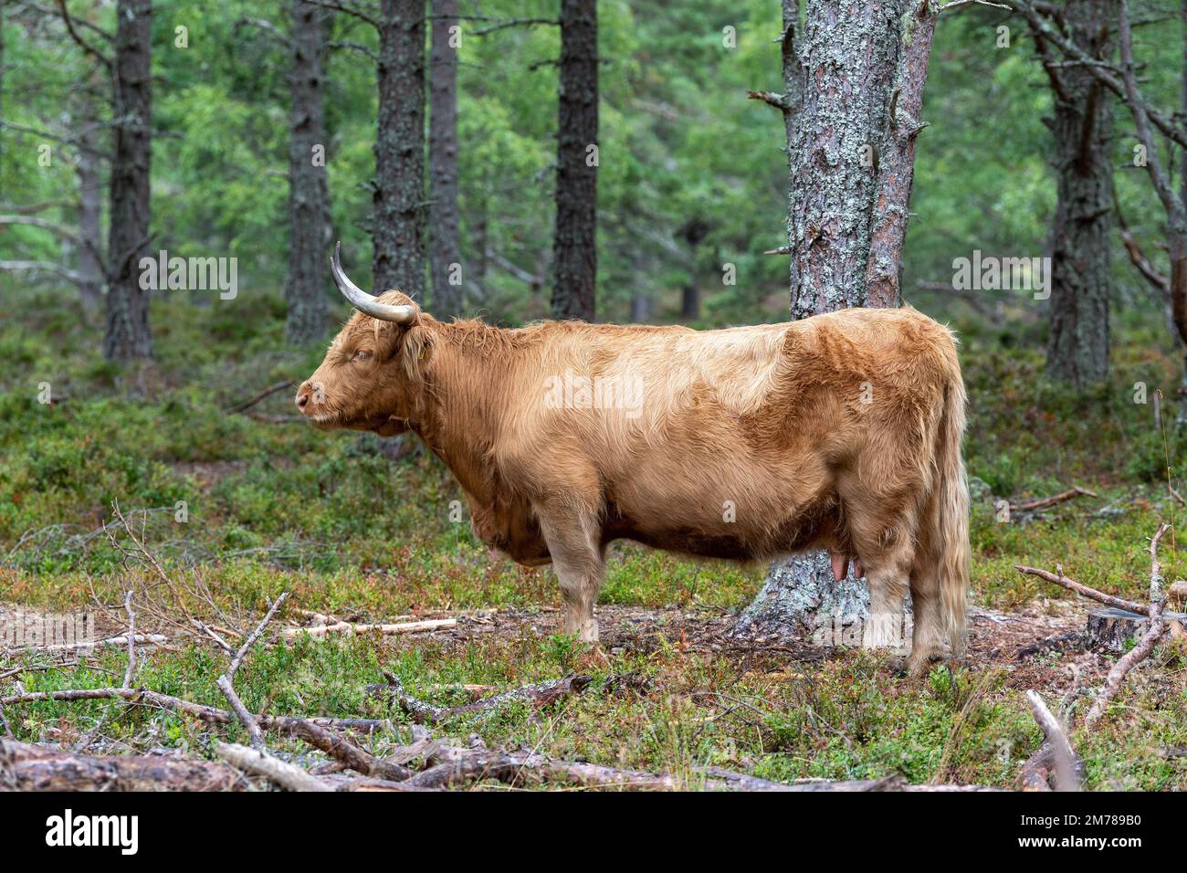 Highland cattle in pine woodland where they are grazing amongst trees