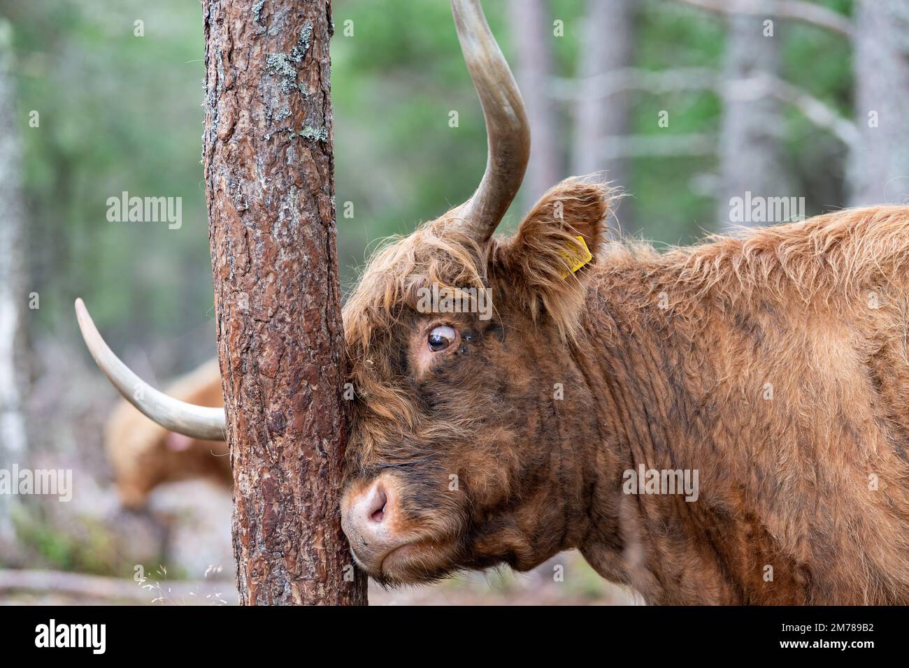 Highland cattle in pine woodland where they are grazing amongst trees
