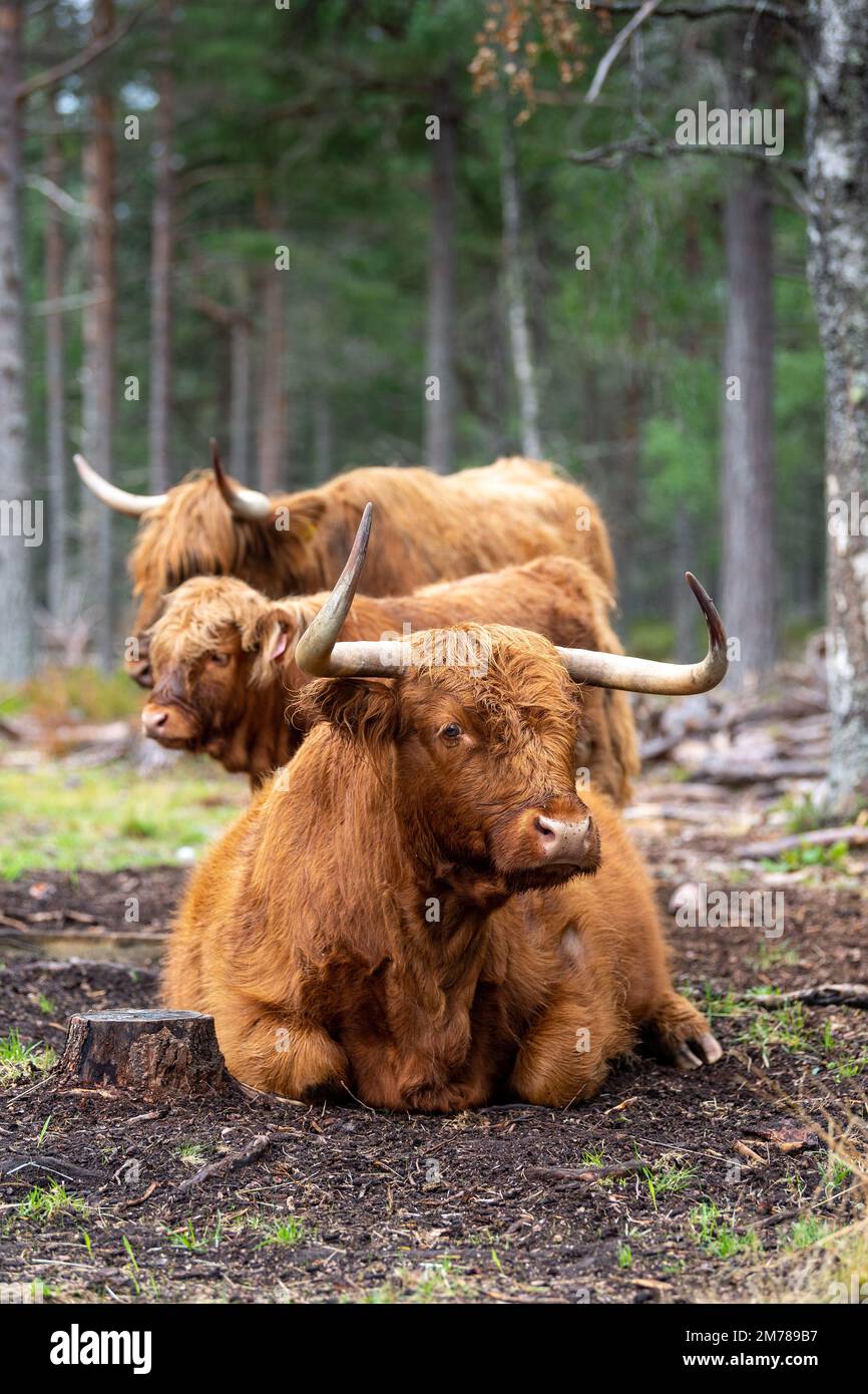 Highland cattle in pine woodland where they are grazing amongst trees
