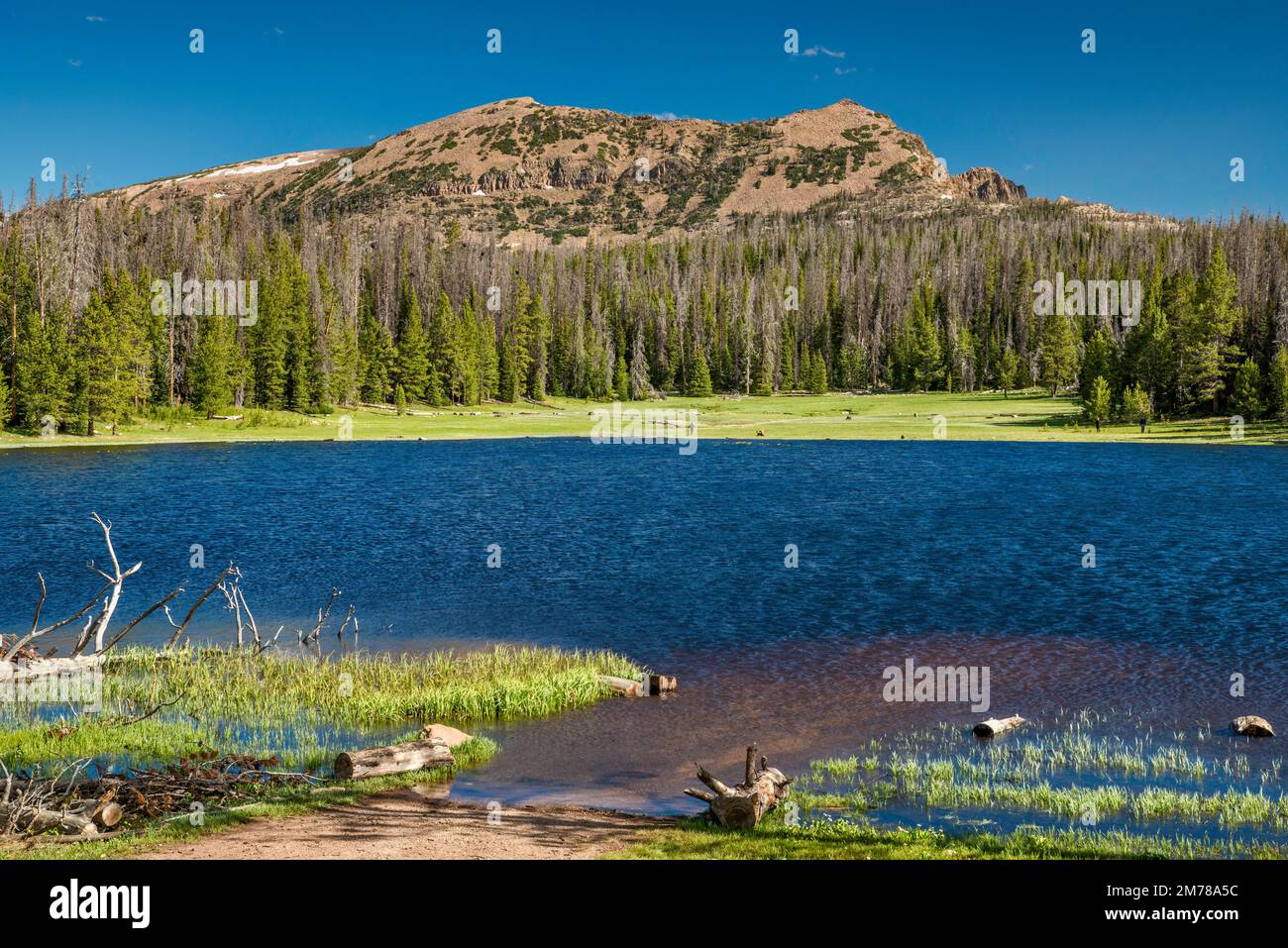 Lilly Lake, Notch Mountain, Mirror Lake Scenic Byway, Uinta Mountains, Uinta Wasatch Cache National Forest, Utah, USA Stock Photo