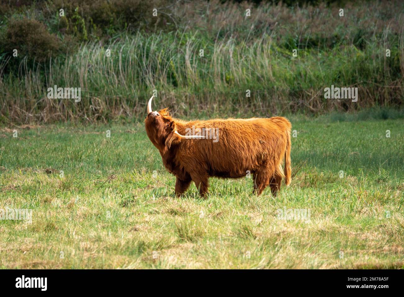 highland cow having a scratch with his horn Stock Photo
