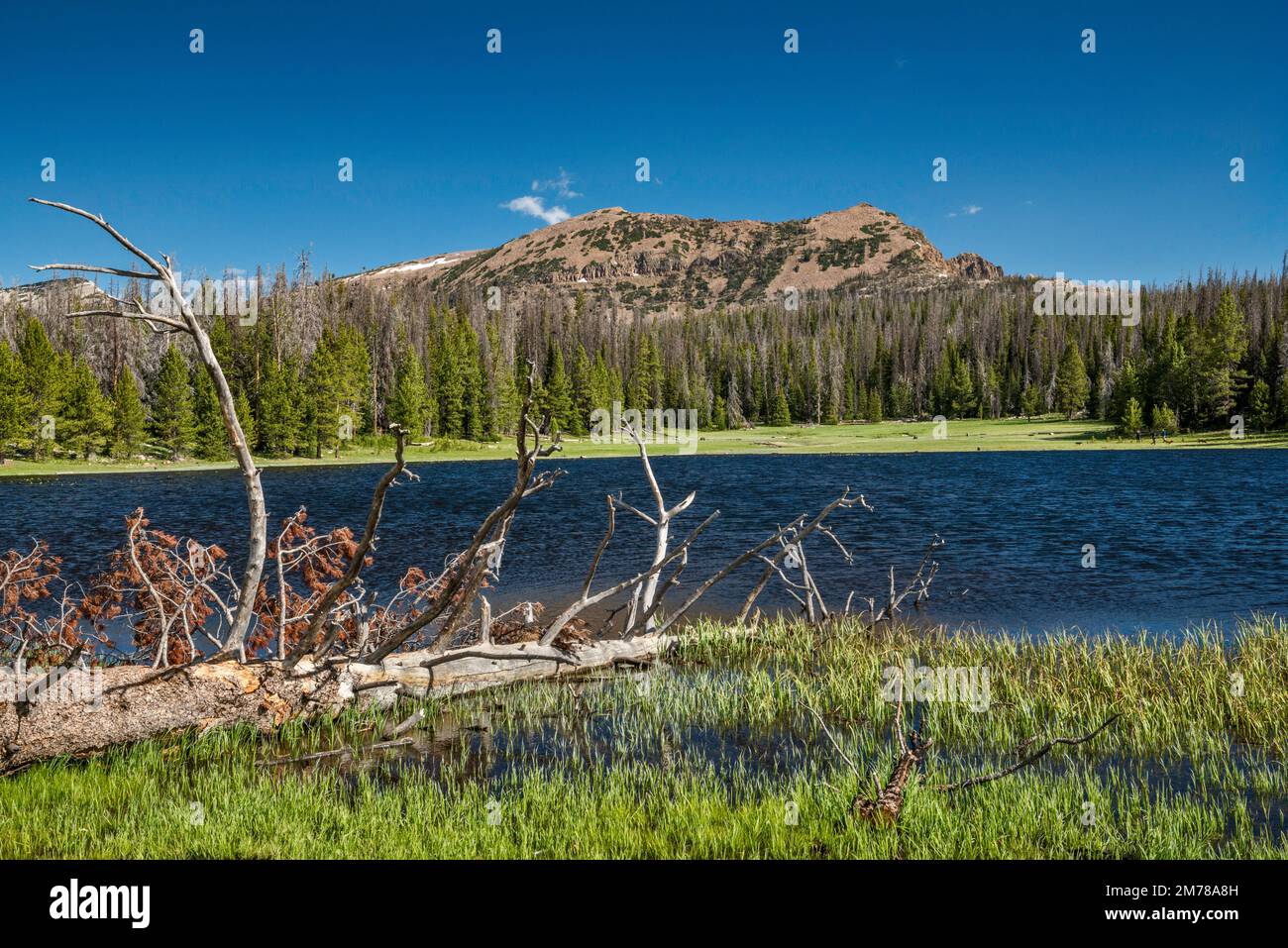 Lilly Lake, Notch Mountain, Mirror Lake Scenic Byway, Uinta Mountains, Uinta Wasatch Cache National Forest, Utah, USA Stock Photo