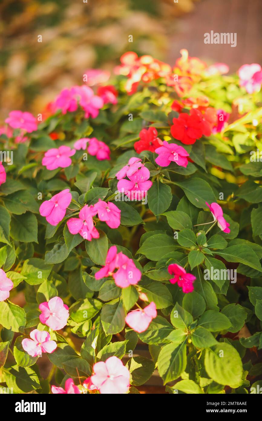 Flowers Plants during sunset pretty spring Stock Photo