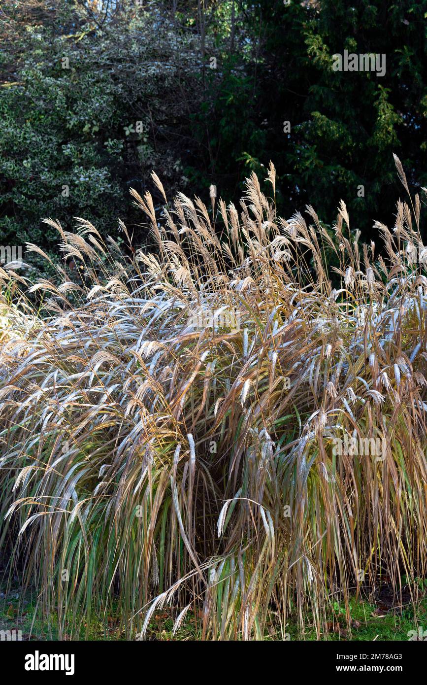 Tall grasses in garden border on a frosty day during a cold snap in December - Berkshire, England, UK Stock Photo