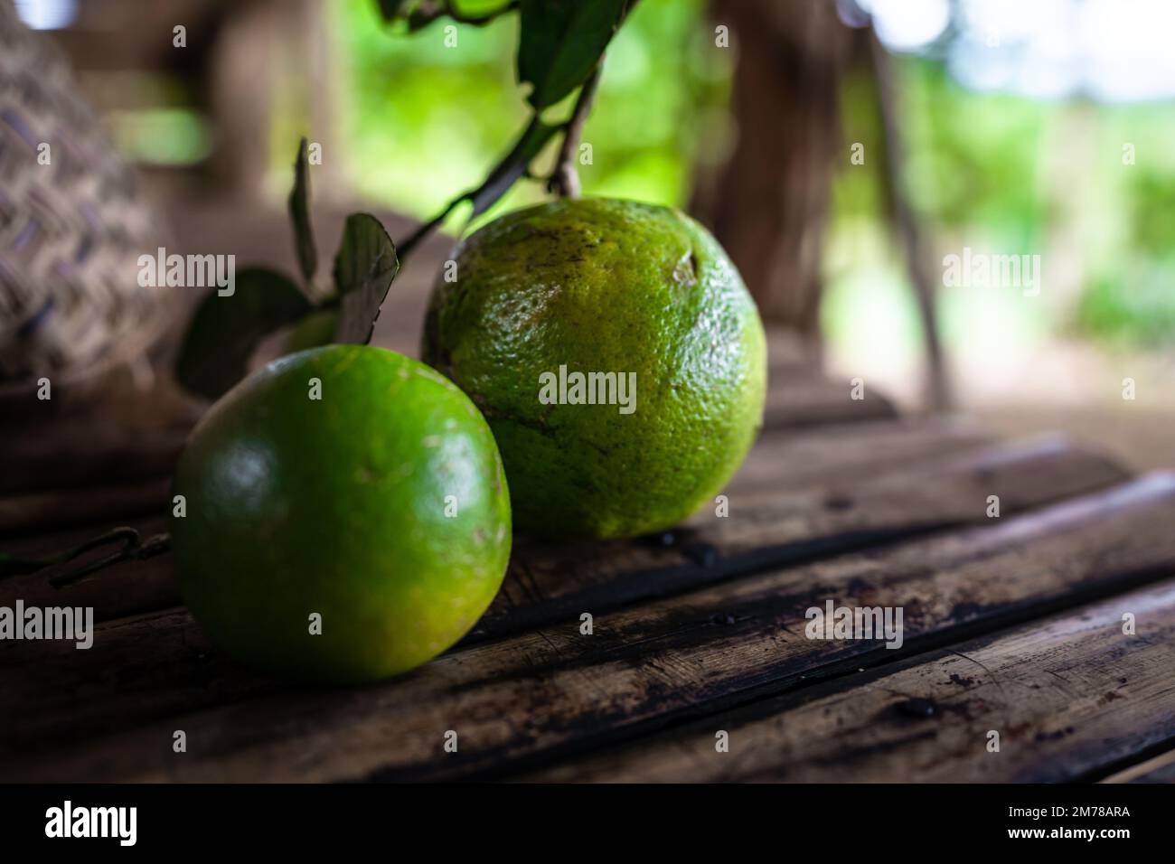 Green citrus freshly picked from the tree. Stock Photo