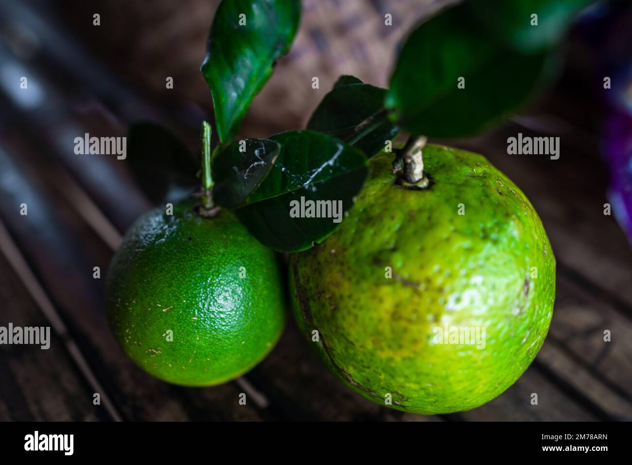 Green citrus freshly picked from the tree. Stock Photo