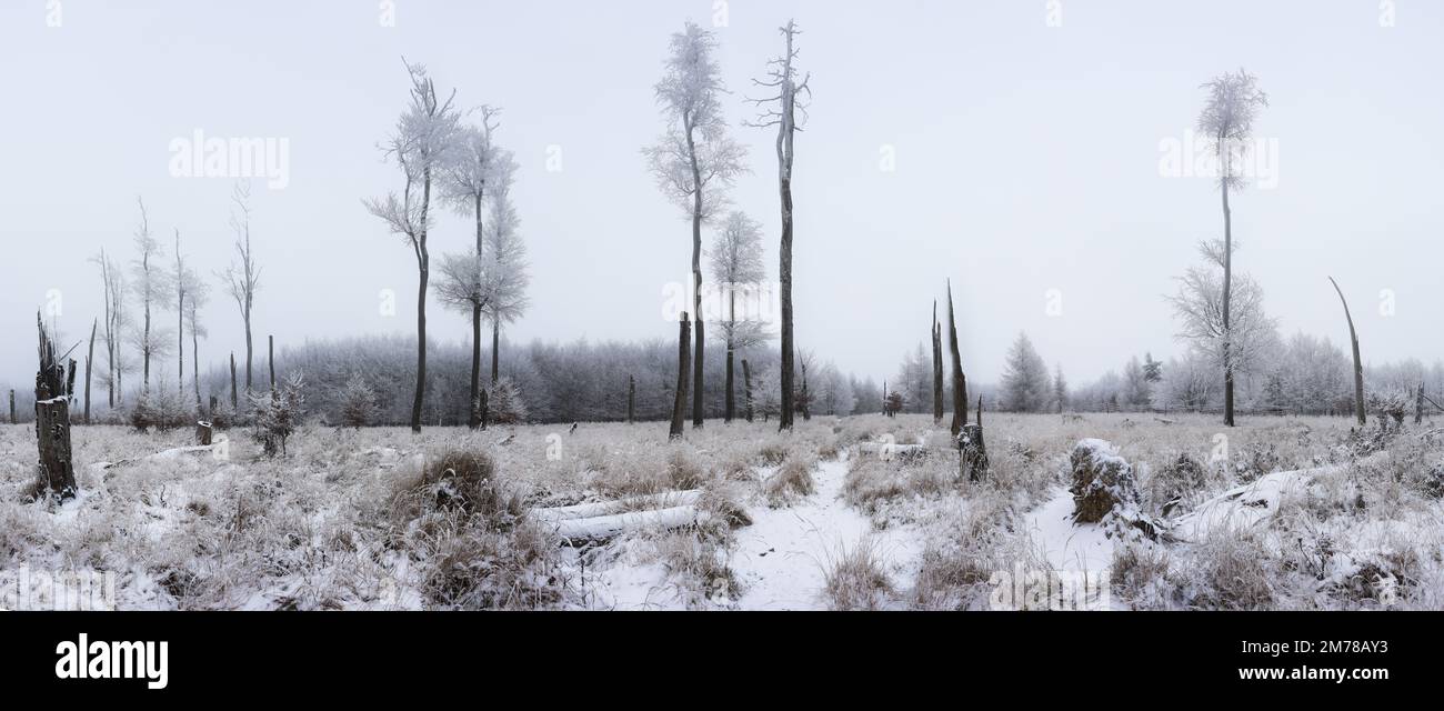 Froste tree covered ice at winter - panoramic view Stock Photo