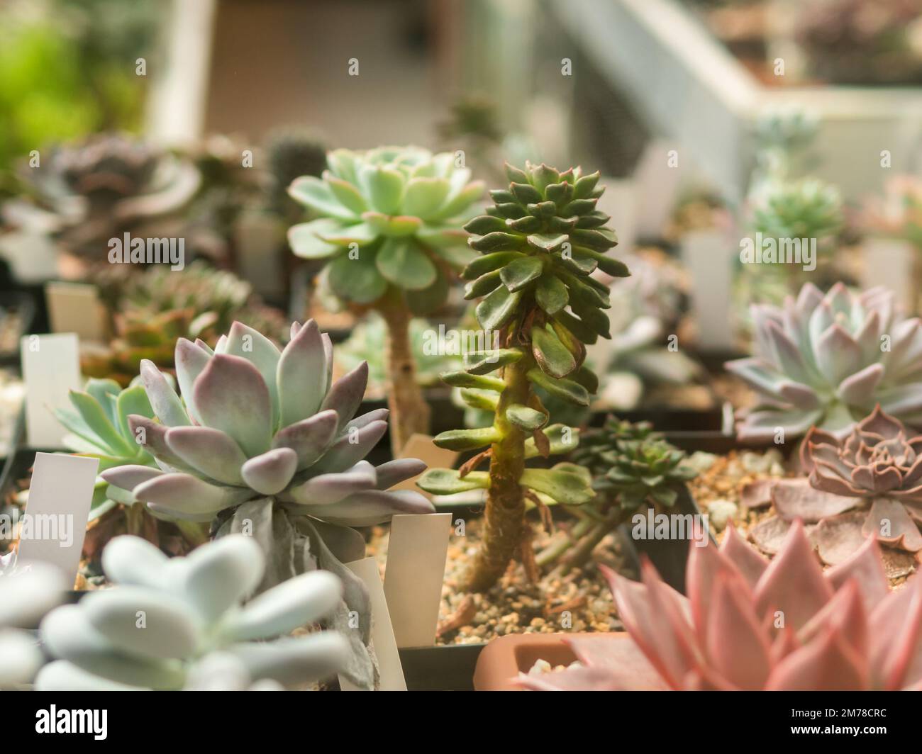 Collection of different Echeveria plants. Botany at home growing