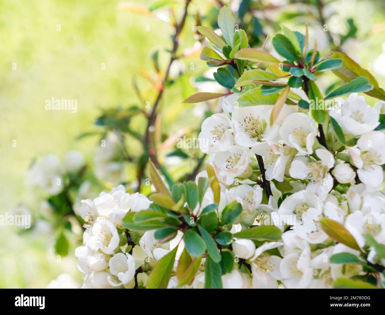 Blooming Chaenomeles japonica, known as either Japanese quince or Maule's quince. White flowers in spring sunny day. Natural background with copy spac Stock Photo