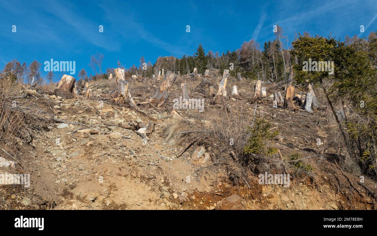 Damage caused by storm VAIA (cyclone Adrian) on the Lagorai mountains in October 2018,dead trees and fir woods.Levico Terme, Trentino Alto Adige,Italy Stock Photo
