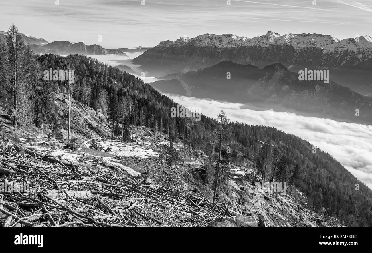 Damage caused by storm VAIA (cyclone Adrian) on the Lagorai mountains in October 2018,dead trees and fir woods.Levico Terme, Trentino Alto Adige,Italy Stock Photo