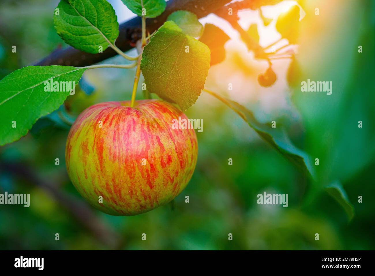 Fresh apple hanging on tree branch in sun. Natural fruit. Advertising background.. Stock Photo