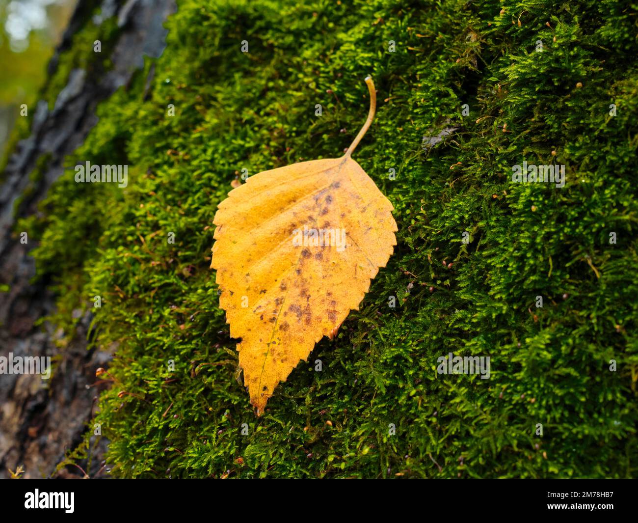 Close up shot of a fallen yellow leaf laying on a moss covered tree ...