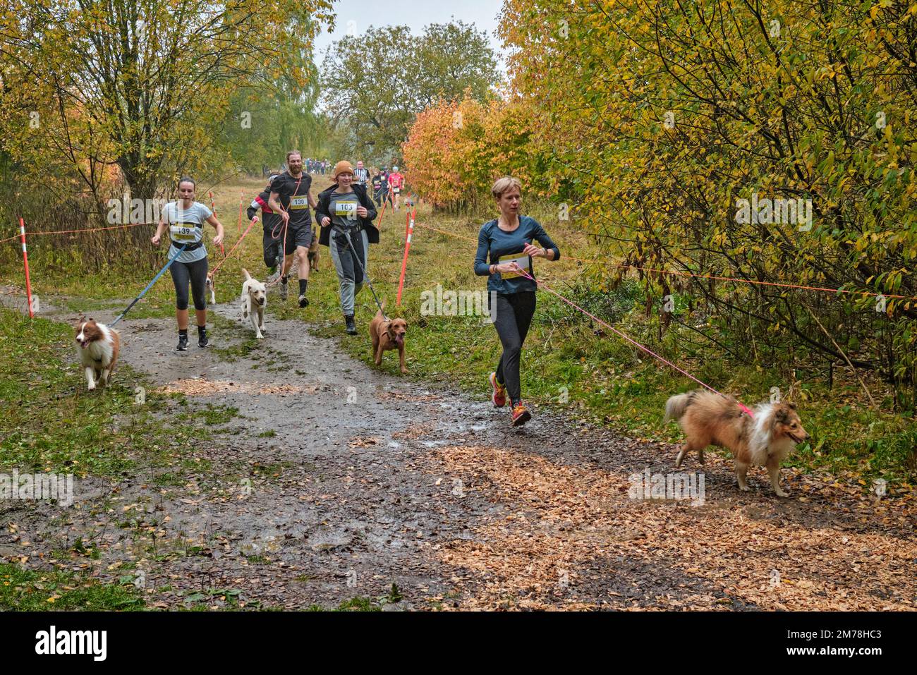 Dog owners run together with their dogs in an organized running competition. Bitsevski Park (Bitsa Park), Moscow, Russia. Stock Photo