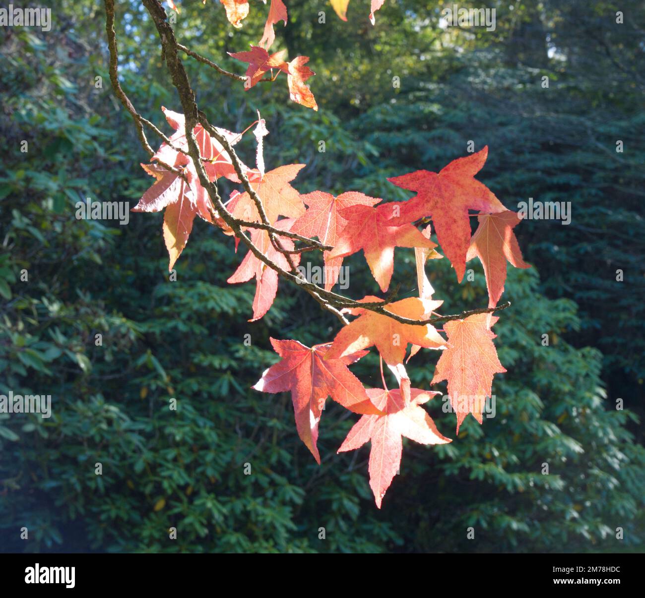 Autumn foliage of Liquidambar styraciflua  / sweet gum in UK garden October Stock Photo