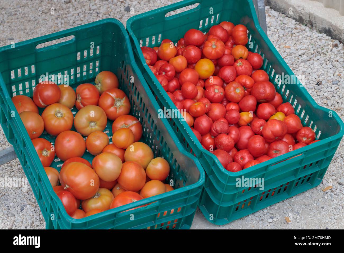 Tomatoes of poor quality, rotting e box. The problem of food waste