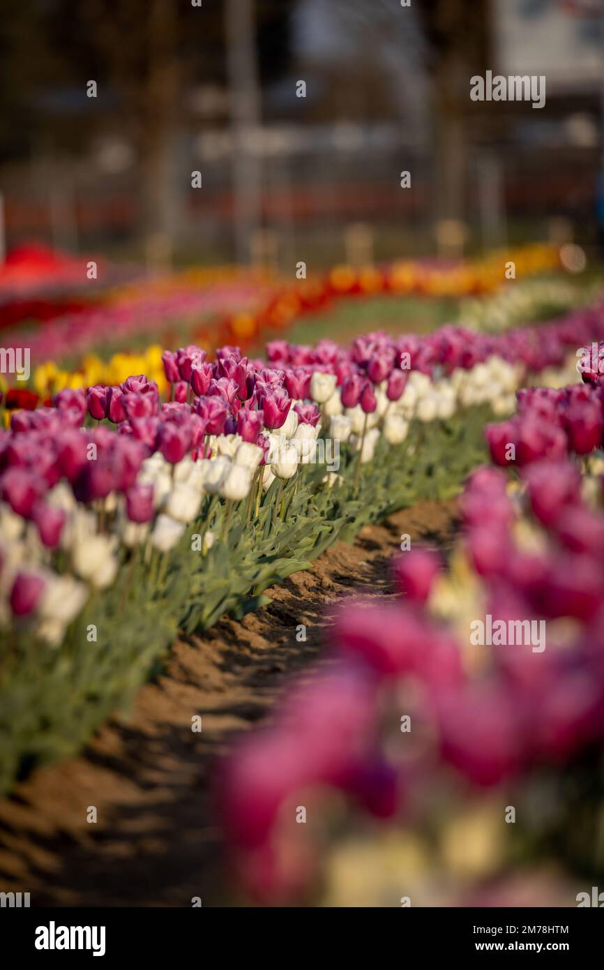 Tulips in a beautiful tulipark in Bologna,Italy Stock Photo