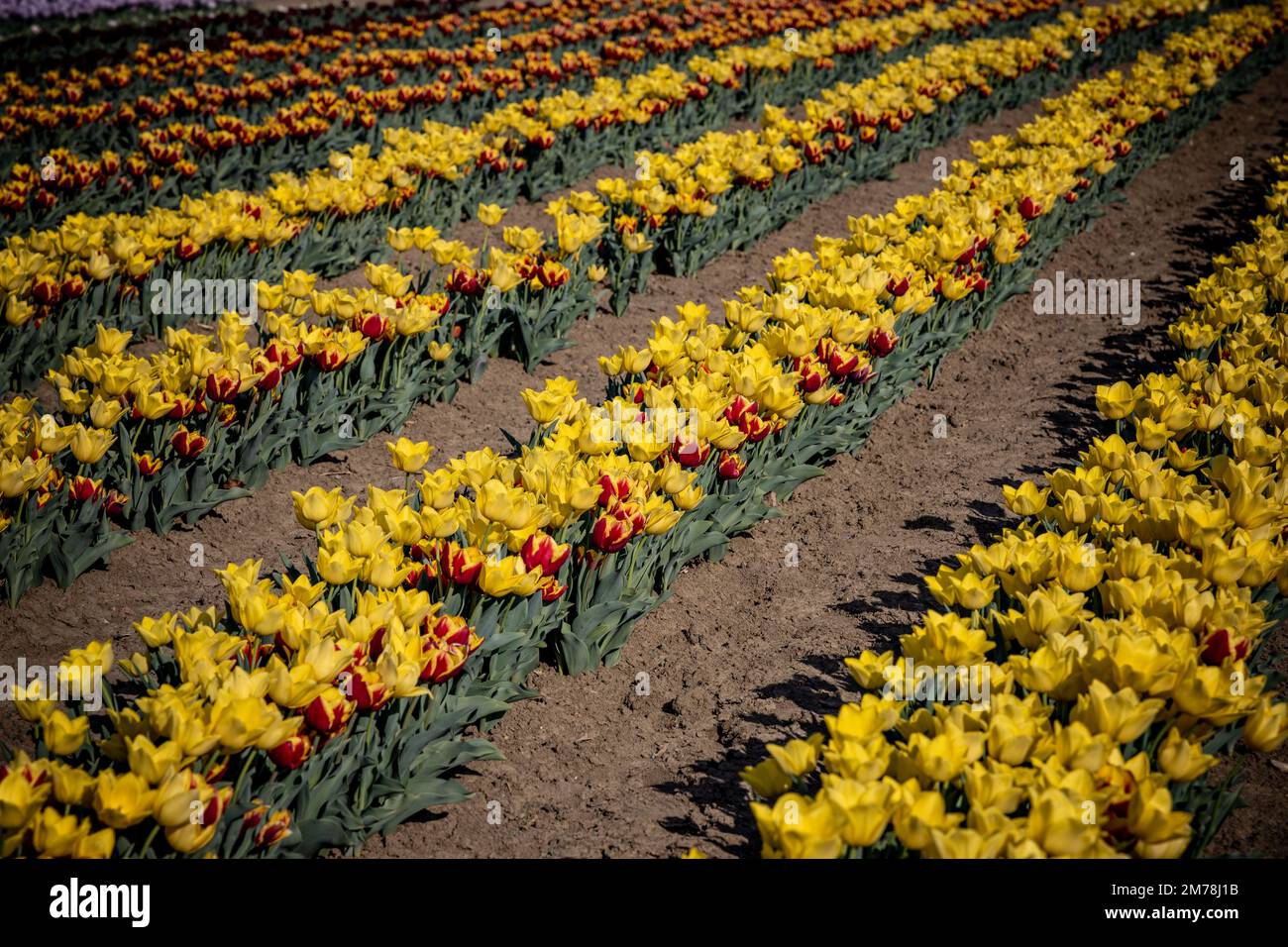 Tulips in a beautiful tulipark in Bologna,Italy Stock Photo