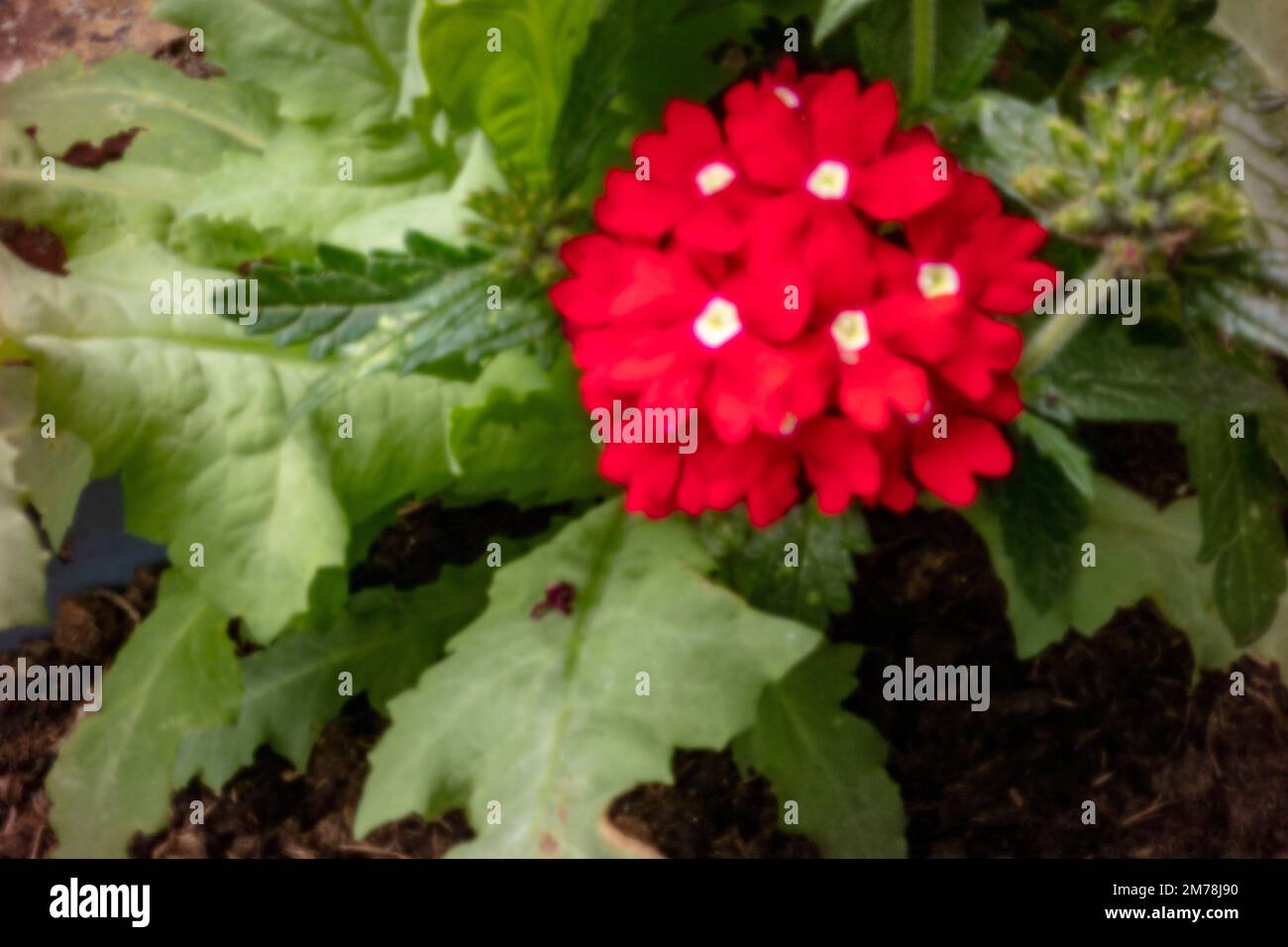 Verbena showboat red with eye hi-res stock photography and images - Alamy