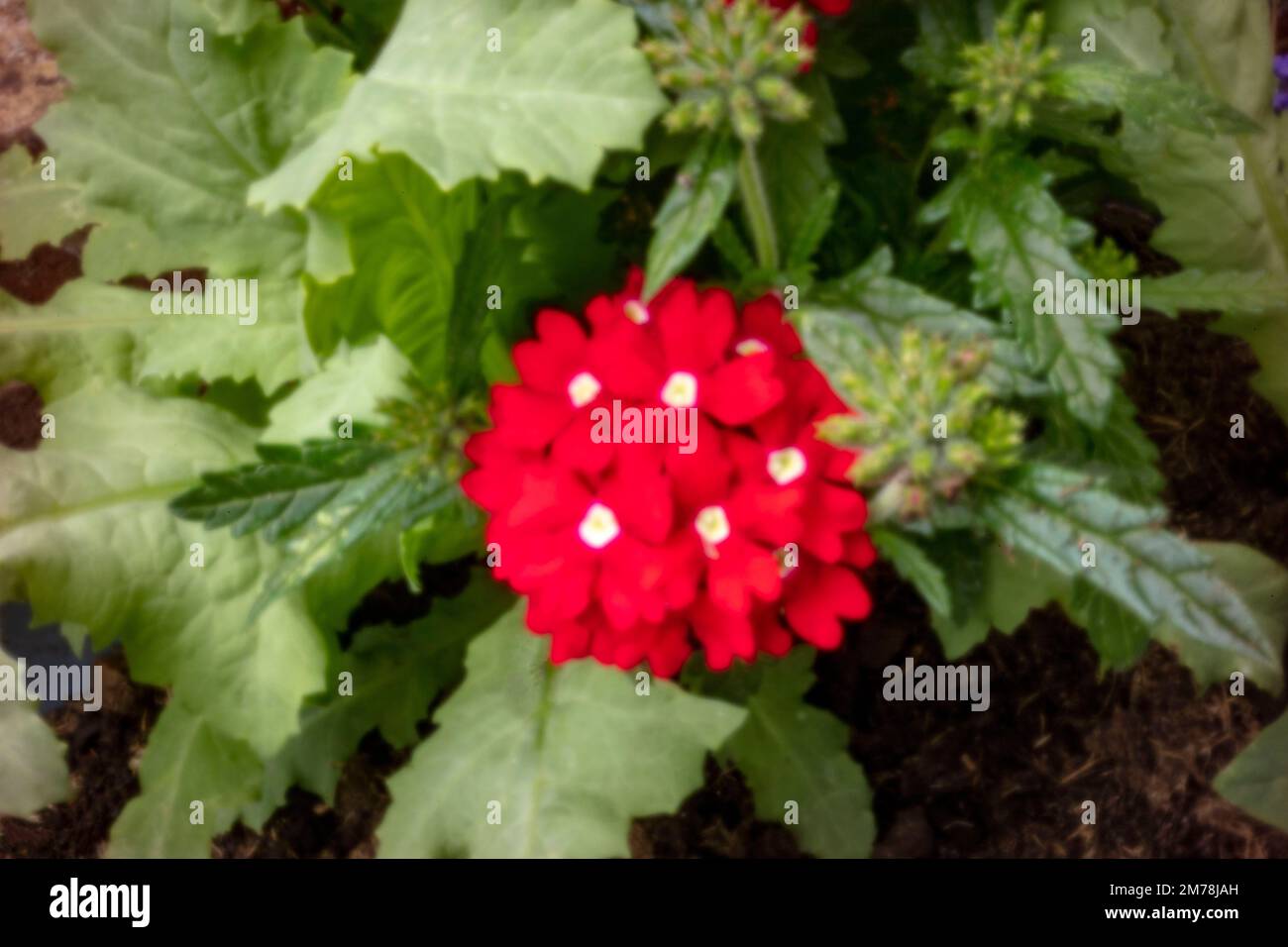 Verbena showboat red with eye hi-res stock photography and images - Alamy