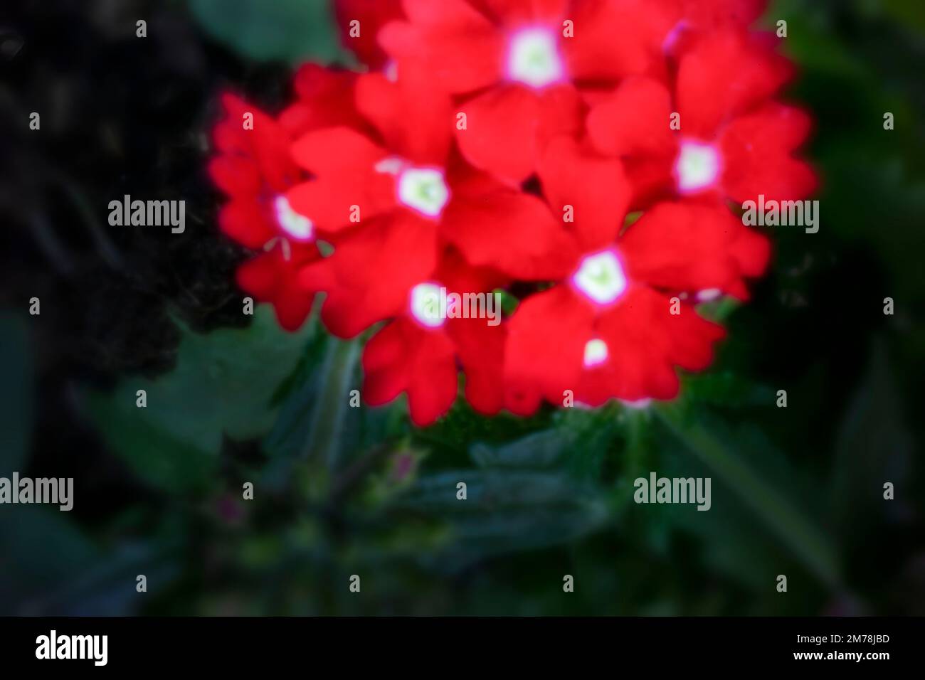 Verbena showboat red with eye hi-res stock photography and images - Alamy