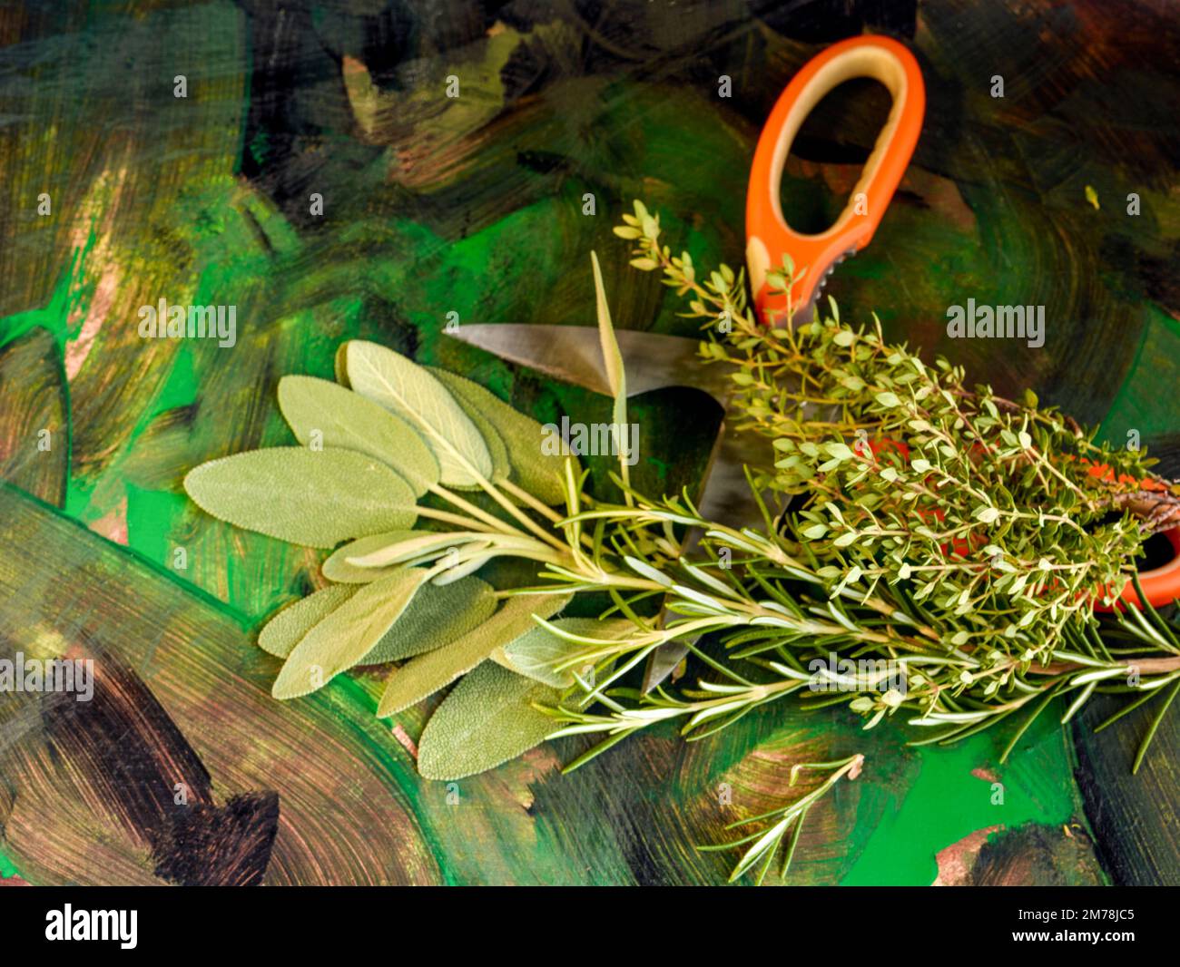 Garden Sage (Salvia officinalis), Rosemary (Rosmarinus officinalis) and