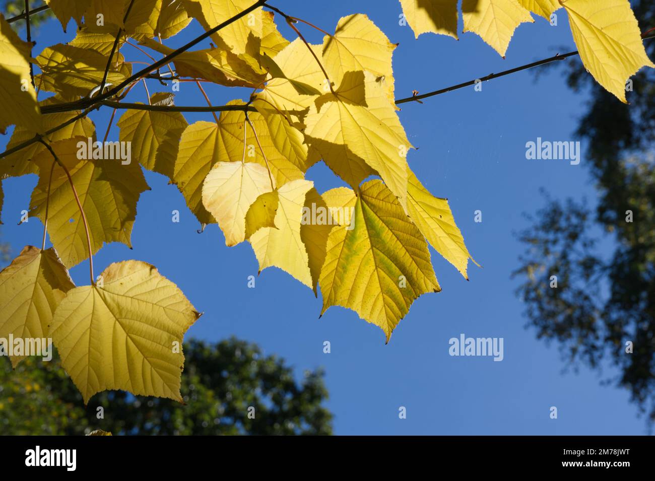 yellow autumn foliage of Japanese maple / Acer White Tigress UK garden October Stock Photo