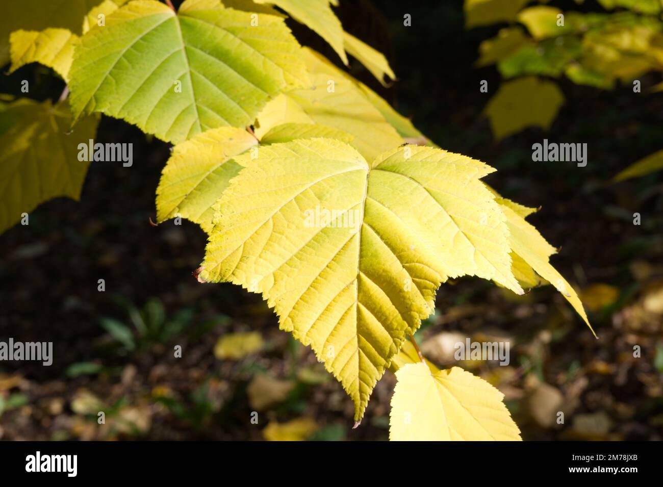 yellow autumn foliage of Japanese maple / Acer White Tigress UK garden October Stock Photo