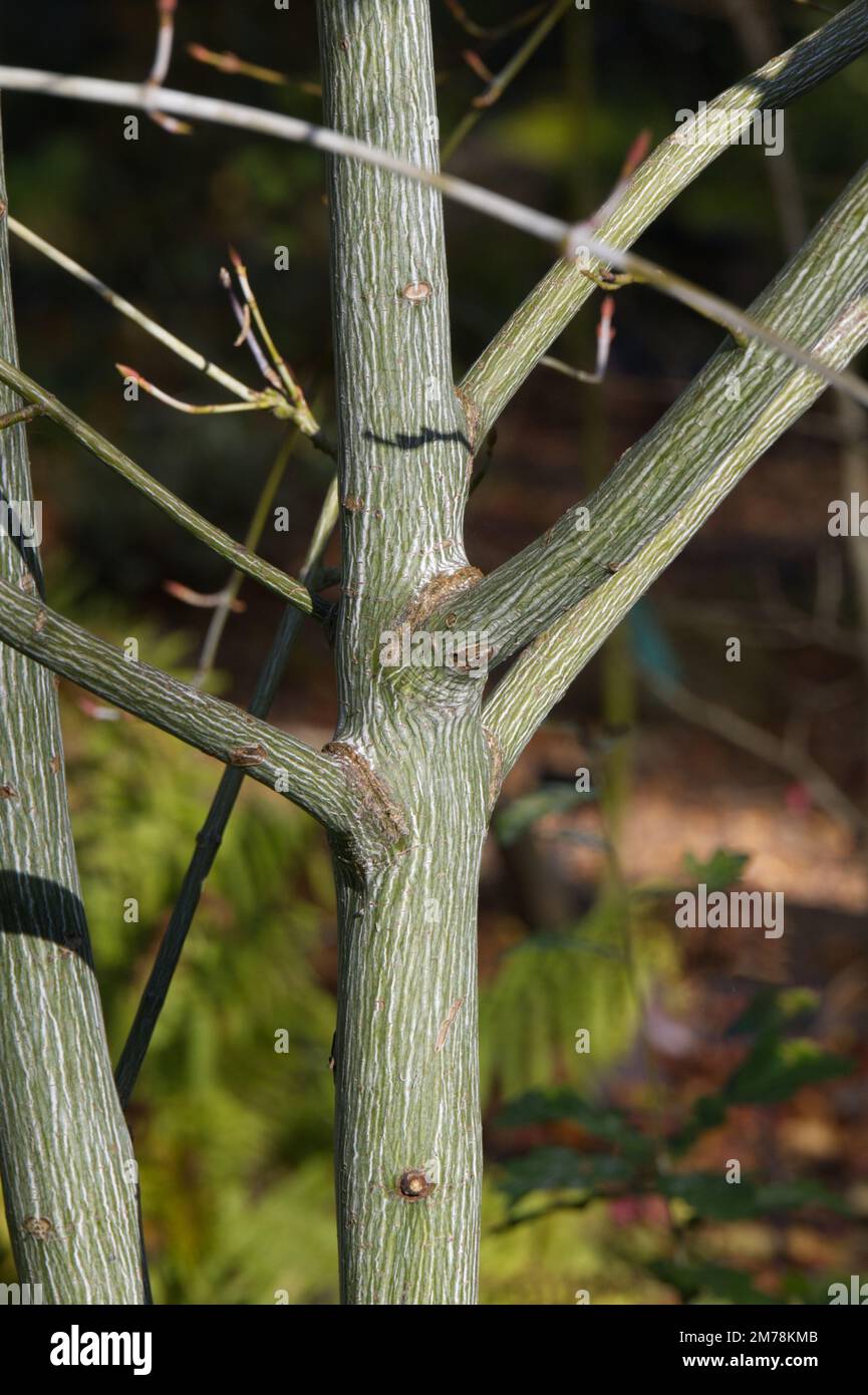 Striped bark of ornamental maple Acer White Tigress tree in autumn garden UK October Stock Photo