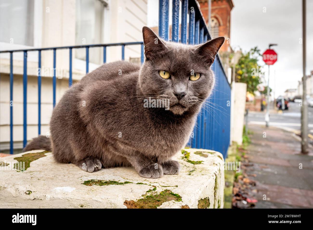 Brighton, January 6th 2023 A cat sitting outside a house in Brighton