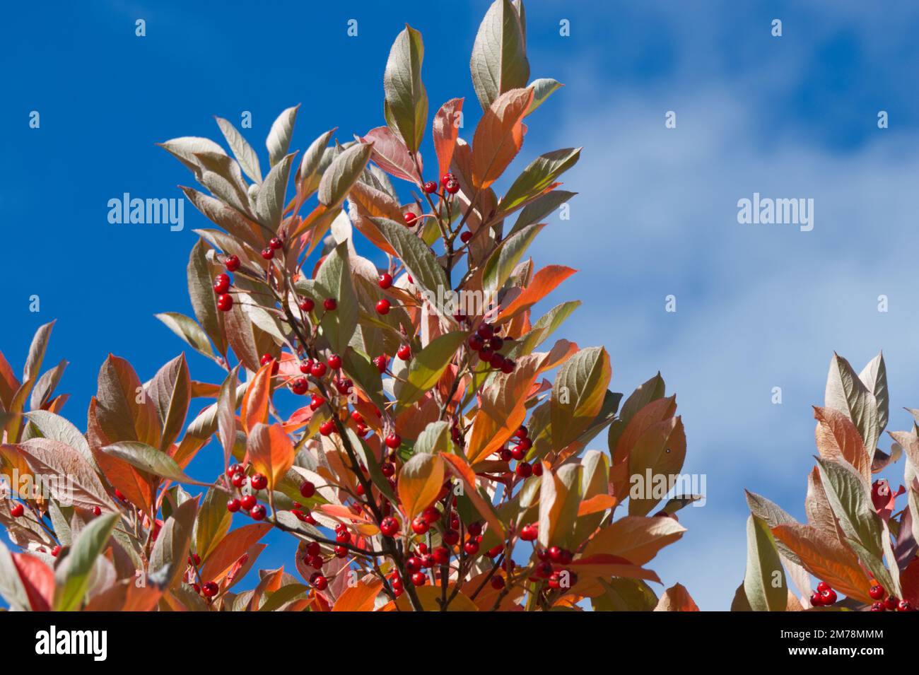 Coloured autumn foliage and berries of red chokeberry tree Aronia x prunifolia 'Brilliant' against a blue sky in UK garden October Stock Photo