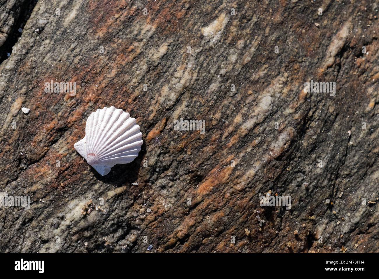 pale prawn on some highly textured reddish rocks Stock Photo