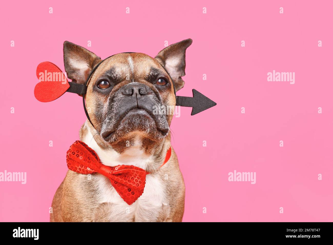 Valentine's Day French Bulldog dog with cupid love arrow and bow tie on pink background with copy space Stock Photo