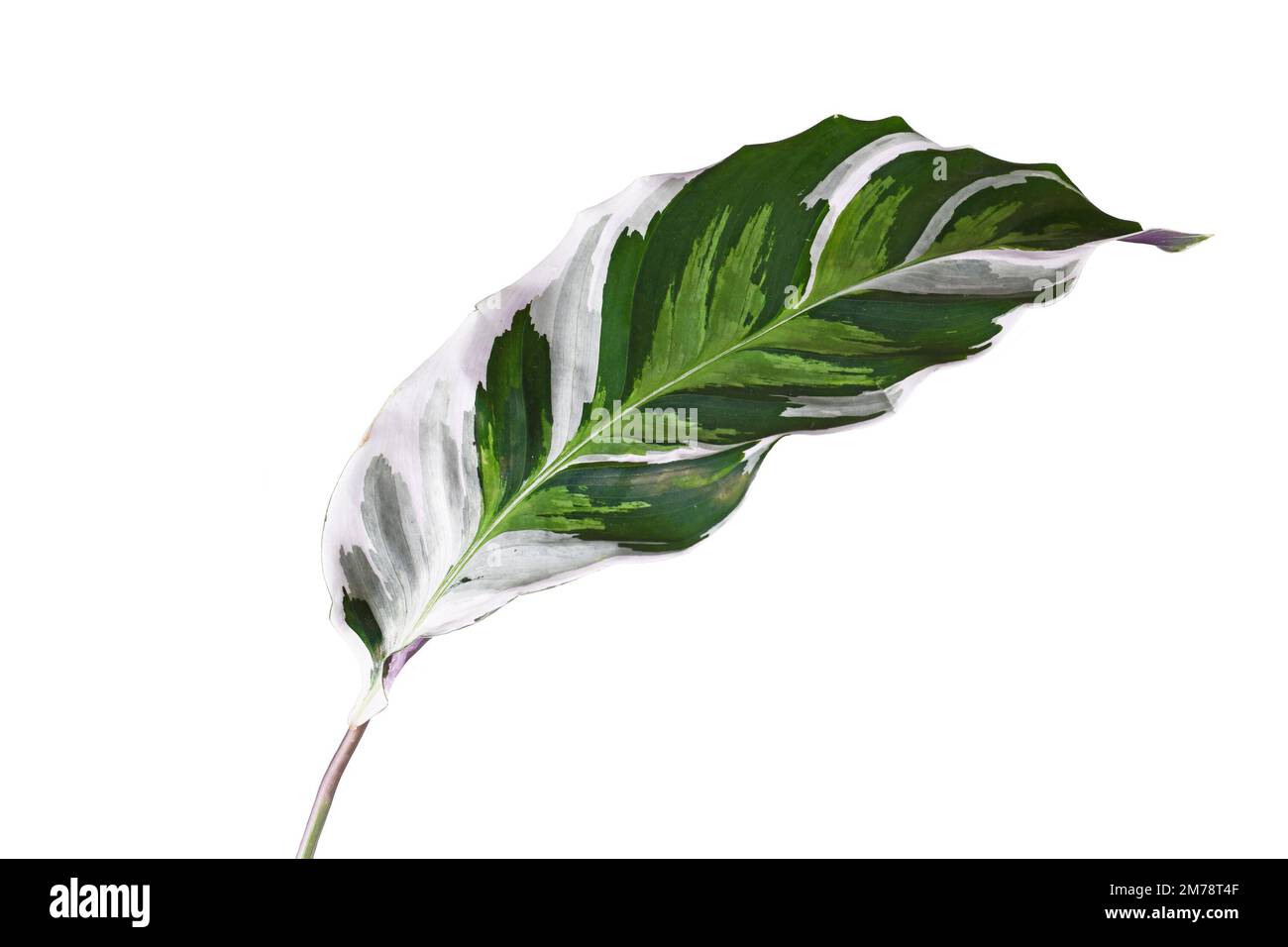 Leaf of exotic 'Calathea White Fusion' Prayer Plant houseplant on white background Stock Photo