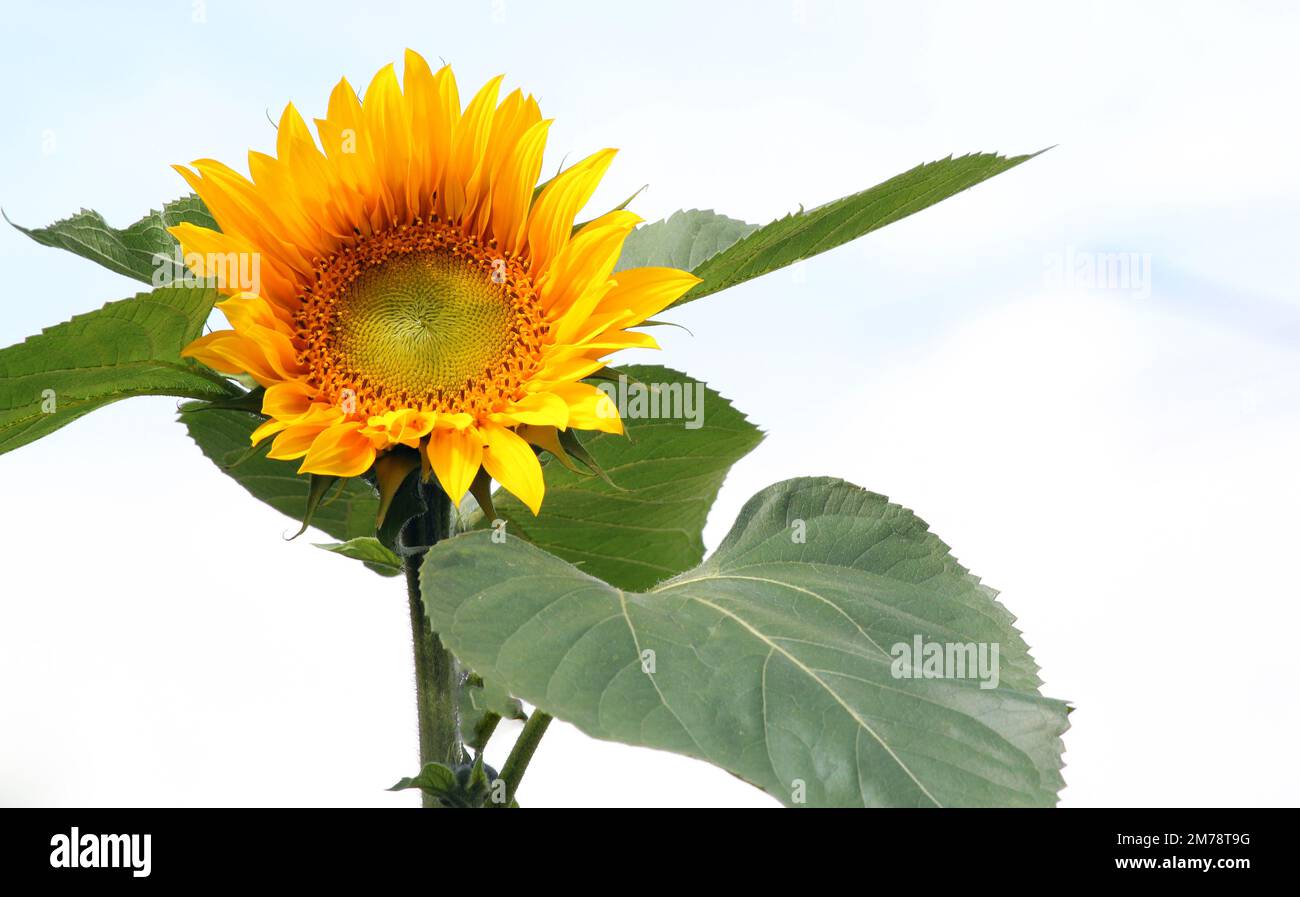 Tall sunflower (Helianthus). Yellow flower open facing up to the sky