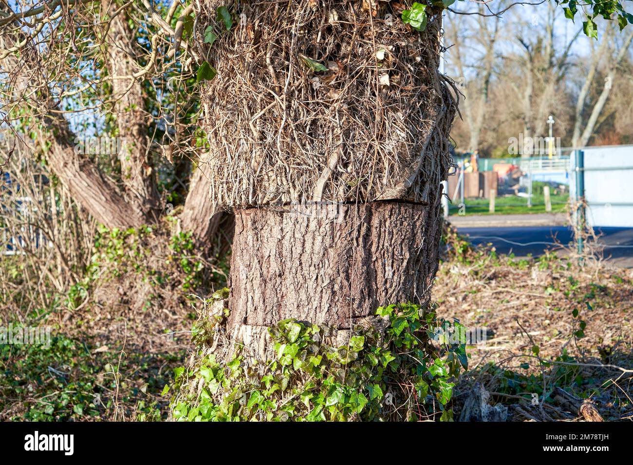 Section of Ivy cut away from tree trunk to prevent it spreading Stock Photo