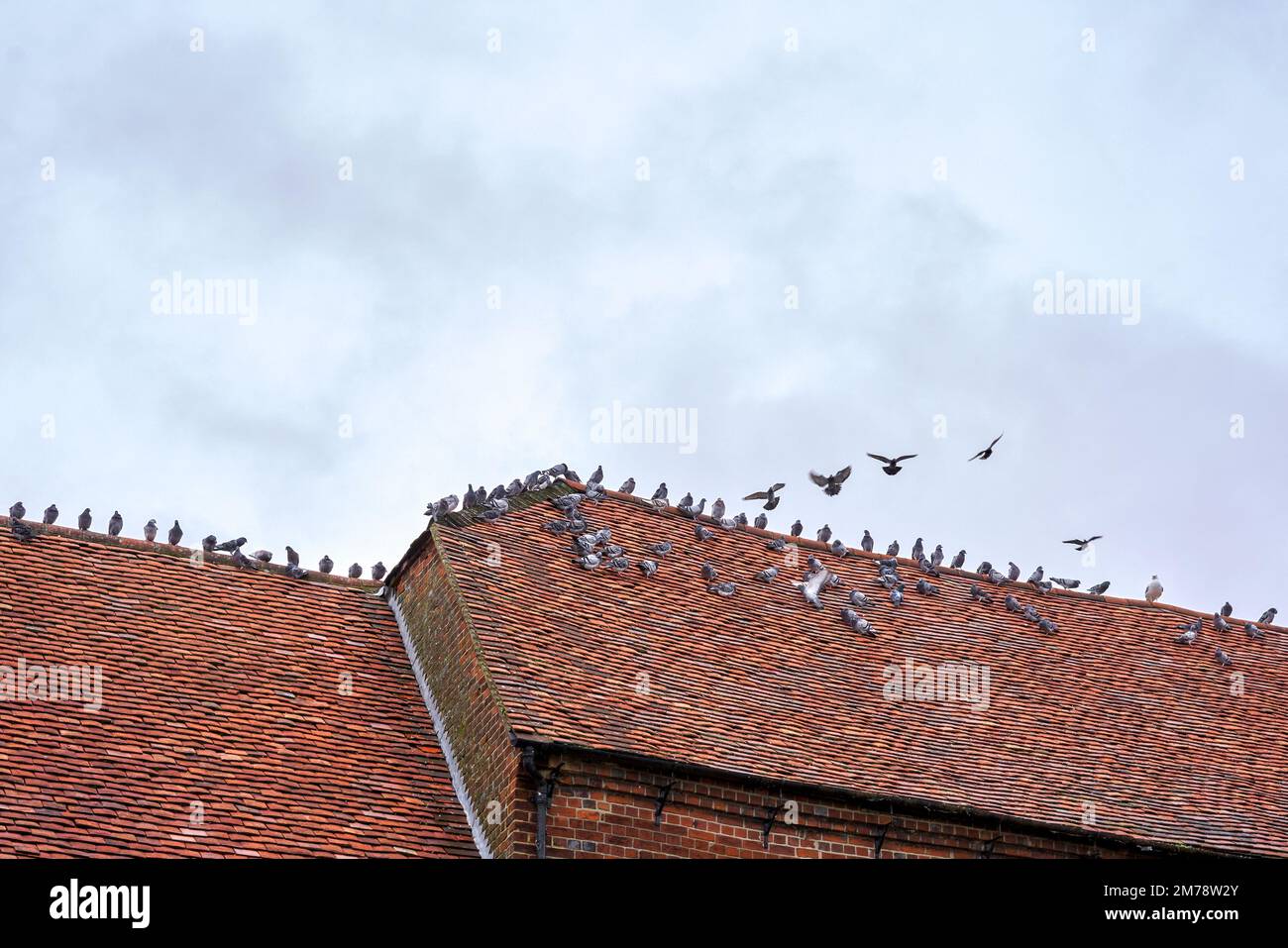Pigeons sitting and landing on an old clay tiled roof Stock Photo