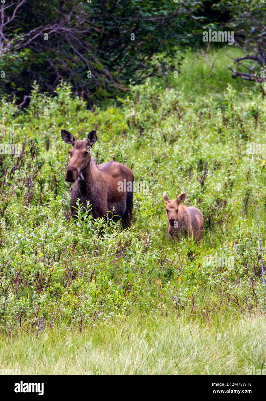 Cow moose with young calf near Panorama Mountain, Windy, Alaska, USA